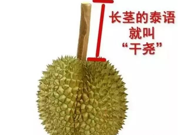 「干堯」榴蓮--又叫長(zhǎng)柄干堯榴蓮，肉質(zhì)軟綿香滑 接近金枕的口感